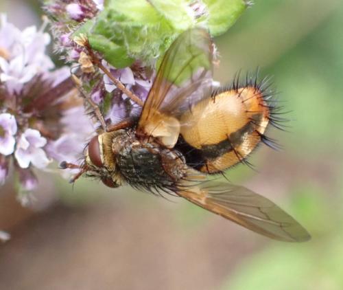 Réf. 325 601 : Tachina fera